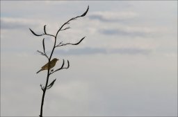 seurot patrice_oiseau sur le depart